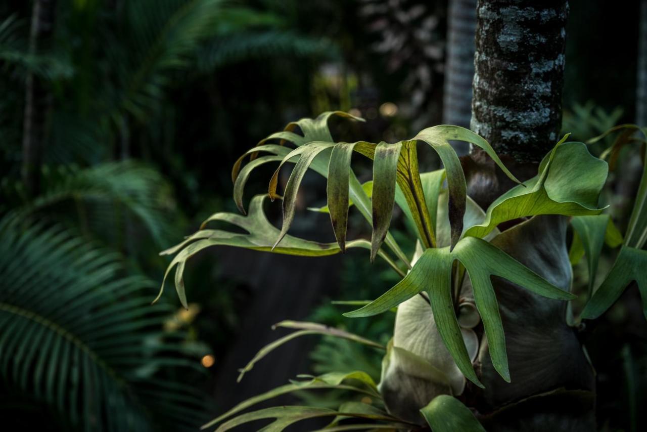 The Palms At Palm Cove Aparthotel Екстериор снимка